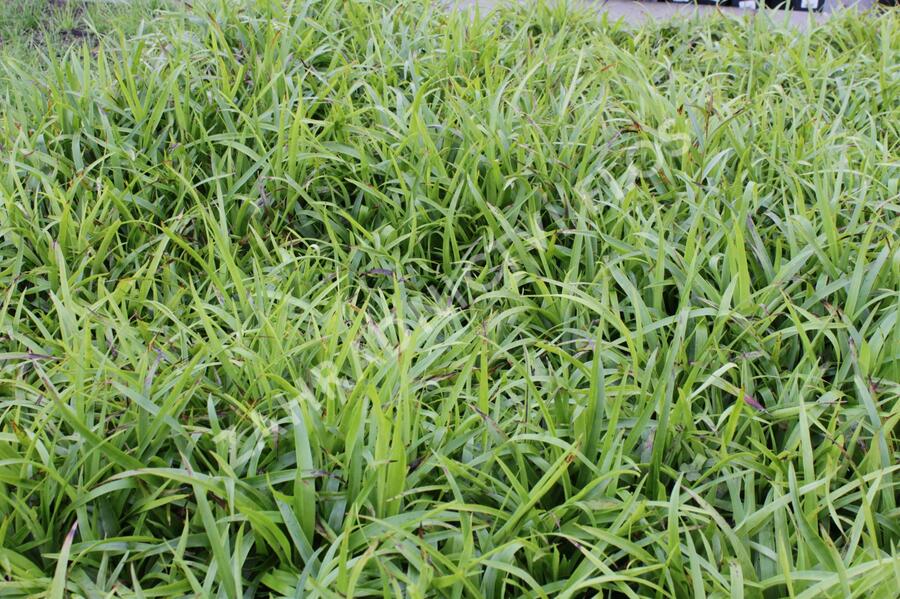 Bika lesní 'Auslese' - Luzula sylvatica 'Auslese'