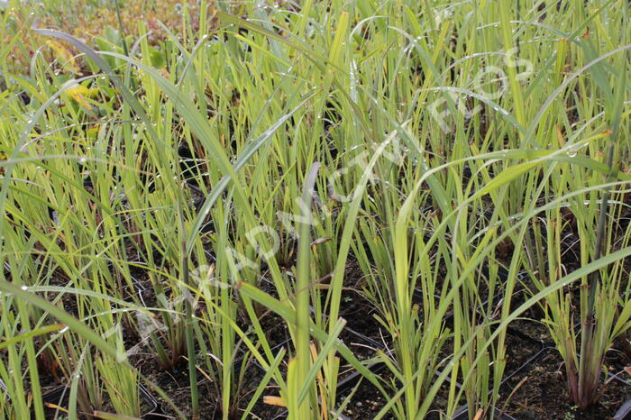 Vousatice - Andropogon gerardii