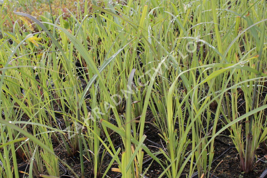 Vousatice - Andropogon gerardii