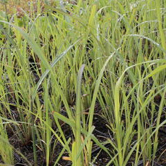 Vousatice - Andropogon gerardii