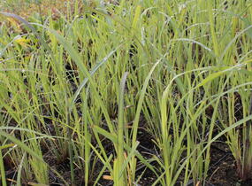 Vousatice - Andropogon gerardii