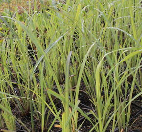 Vousatice - Andropogon gerardii