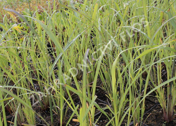 Vousatice - Andropogon gerardii