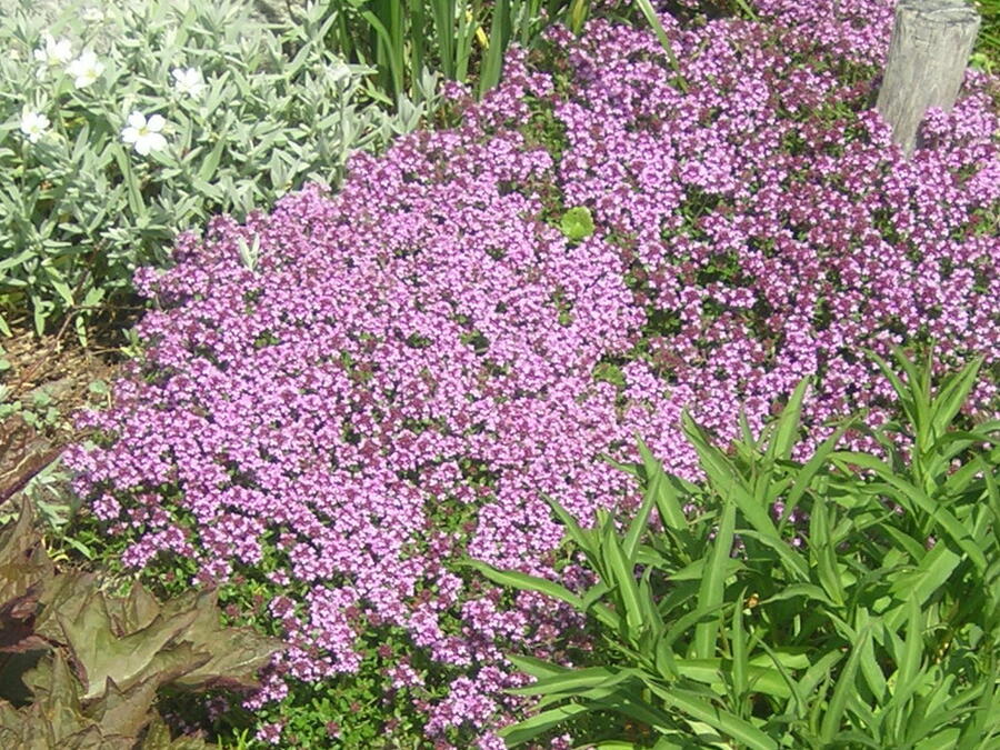 Mateřídouška úzkolistá - Thymus serpyllum