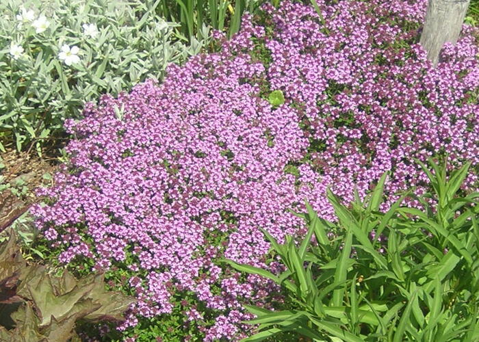 Mateřídouška úzkolistá - Thymus serpyllum