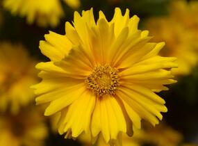 Krásnoočko velkokvěté 'Corey Single Gold' - Coreopsis grandiflora 'Corey Single Gold'