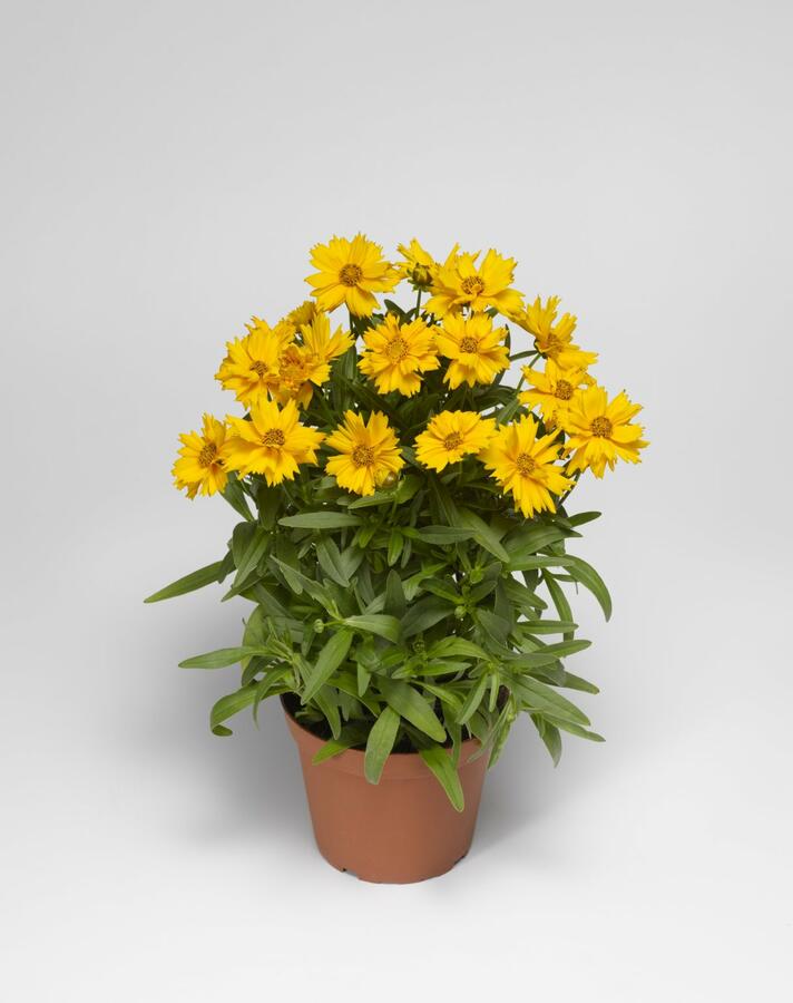 Krásnoočko velkokvěté 'Corey Single Gold ' - Coreopsis grandiflora 'Corey Single Gold '