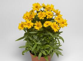 Krásnoočko velkokvěté 'Corey Single Gold' - Coreopsis grandiflora 'Corey Single Gold'