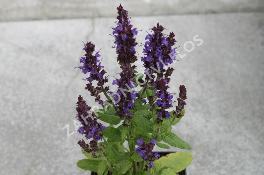 Šalvěj nádherná 'Merleau Blue Compact' - Salvia superba 'Merleau Blue Compact'