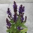 Šalvěj nádherná 'Merleau Blue Compact' - Salvia superba 'Merleau Blue Compact'