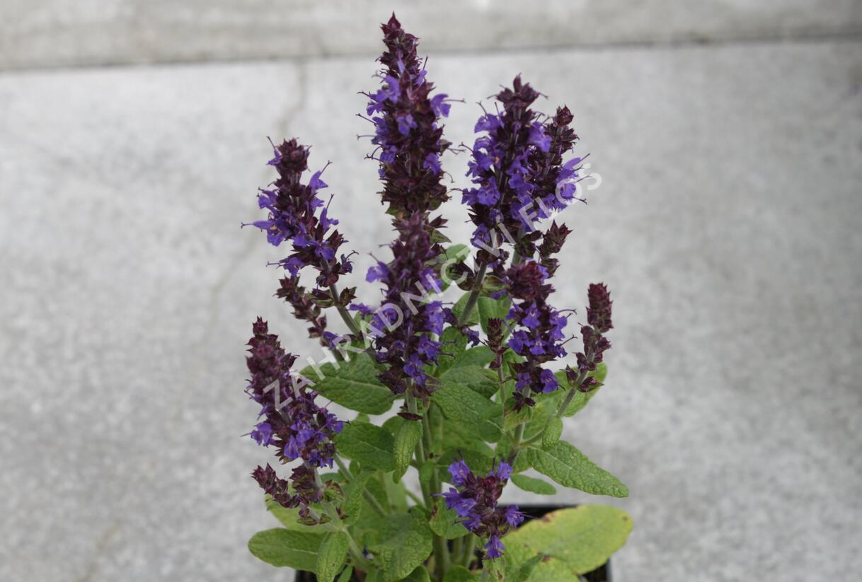 Šalvěj nádherná 'Merleau Blue Compact' - Salvia superba 'Merleau Blue Compact'