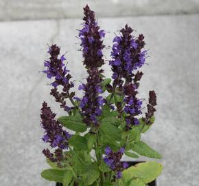 Šalvěj nádherná 'Merleau Blue Compact' - Salvia superba 'Merleau Blue Compact'