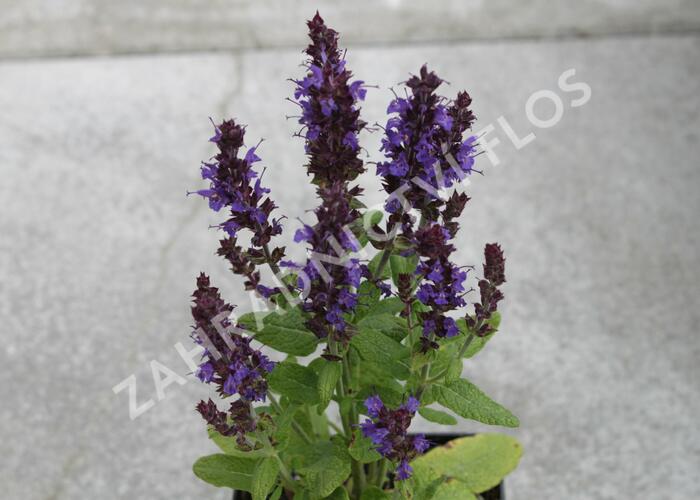 Šalvěj nádherná 'Merleau Blue Compact' - Salvia superba 'Merleau Blue Compact'