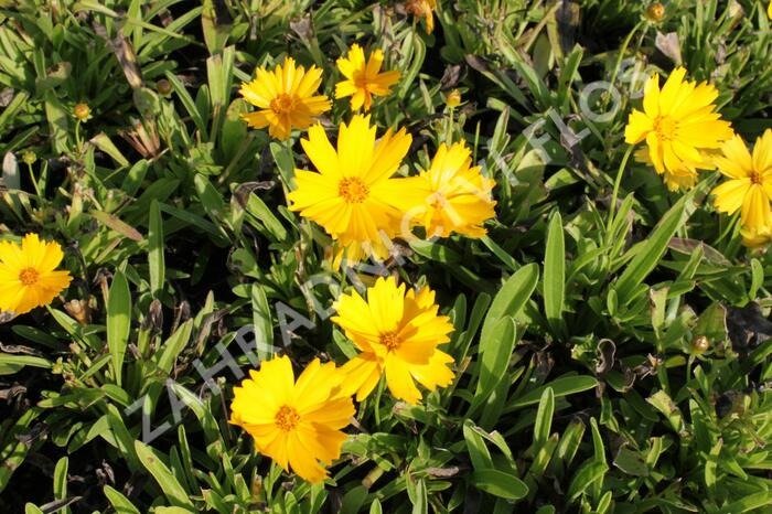 Krásnoočko velkokvěté 'Illico' - Coreopsis grandiflora 'Illico'