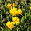 Krásnoočko velkokvěté 'Illico' - Coreopsis grandiflora 'Illico'