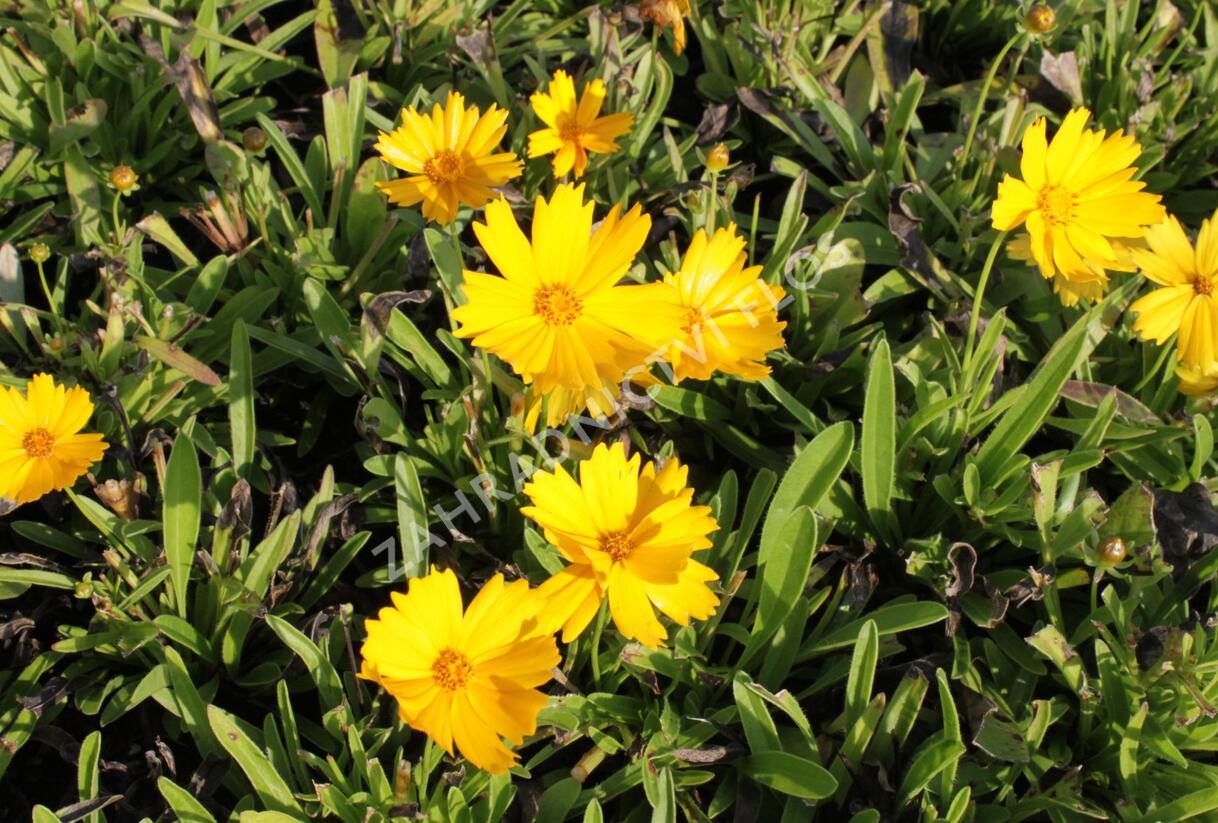 Krásnoočko velkokvěté 'Illico' - Coreopsis grandiflora 'Illico'