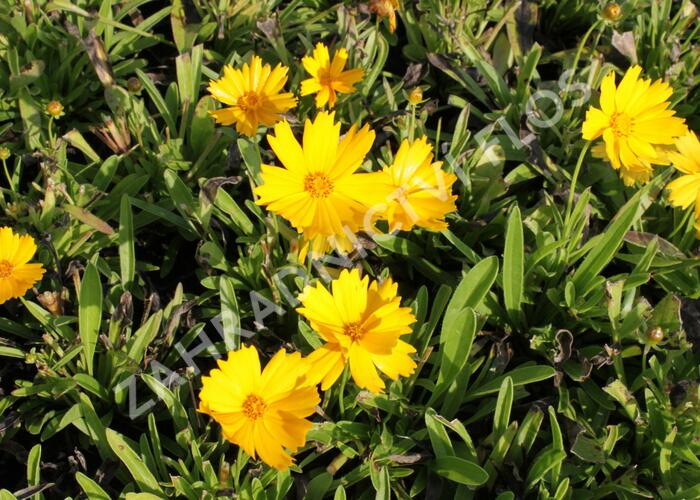 Krásnoočko velkokvěté 'Illico' - Coreopsis grandiflora 'Illico'