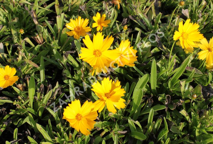 Krásnoočko velkokvěté 'Illico' - Coreopsis grandiflora 'Illico'