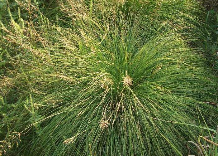 Opadavec - Sporobolus heterolepis