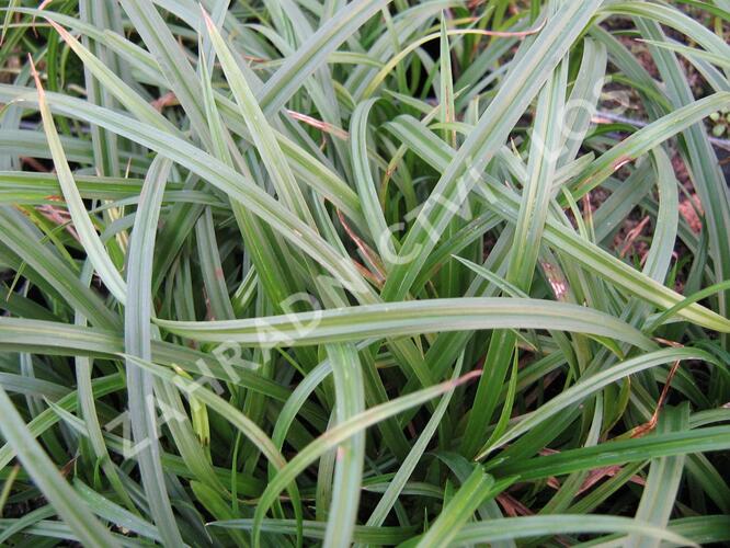 Ostřice lesní - Carex sylvatica