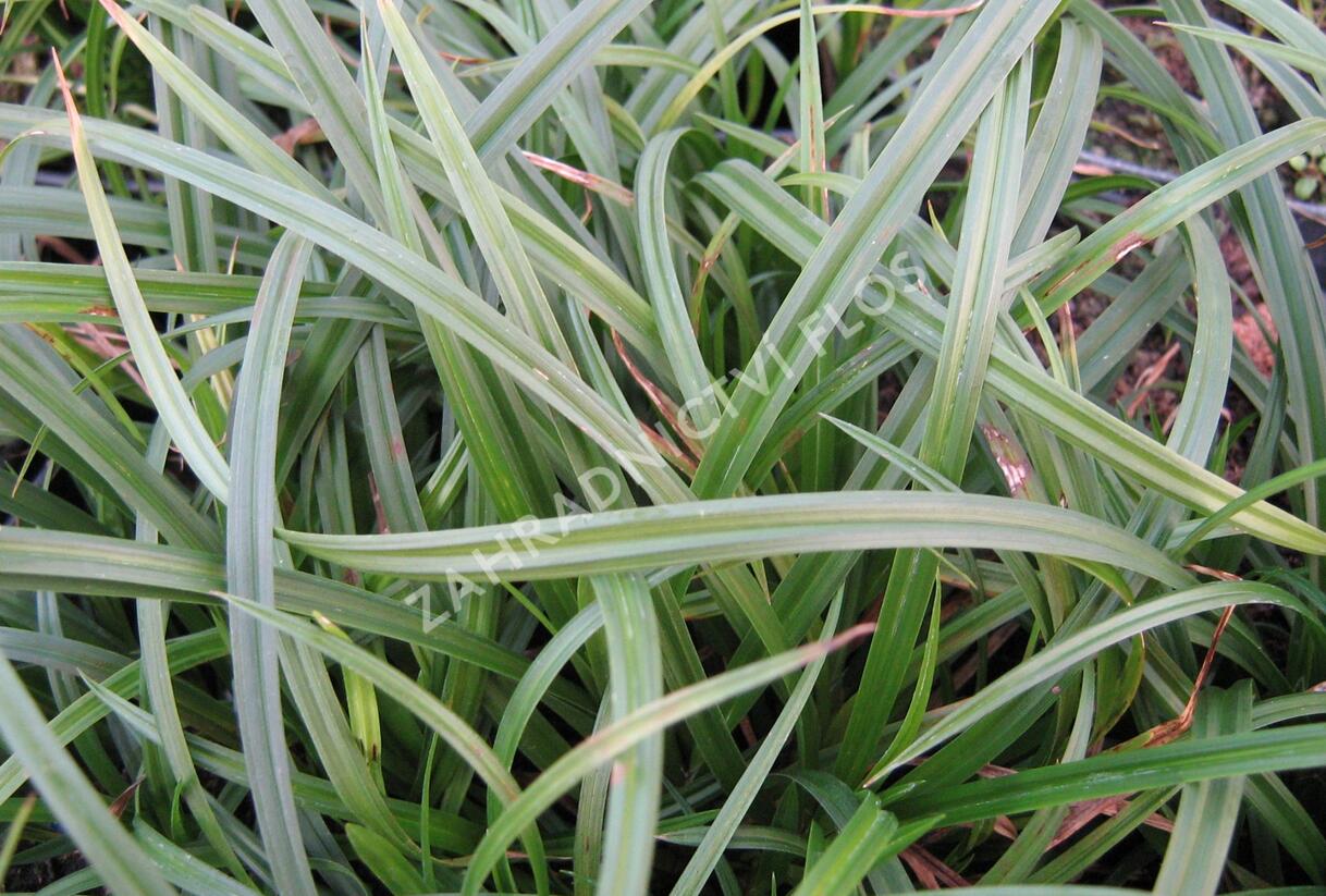 Ostřice lesní - Carex sylvatica