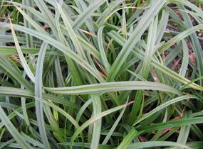 Ostřice lesní - Carex sylvatica