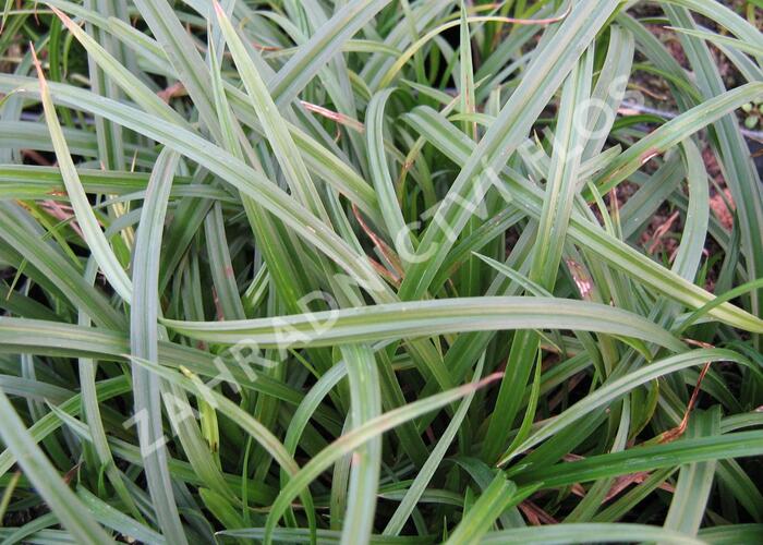 Ostřice lesní - Carex sylvatica