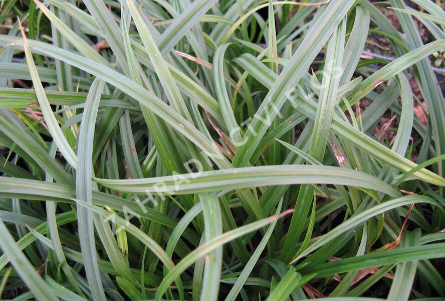 Ostřice lesní - Carex sylvatica