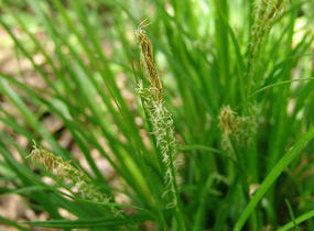 Ostřice lesní - Carex sylvatica