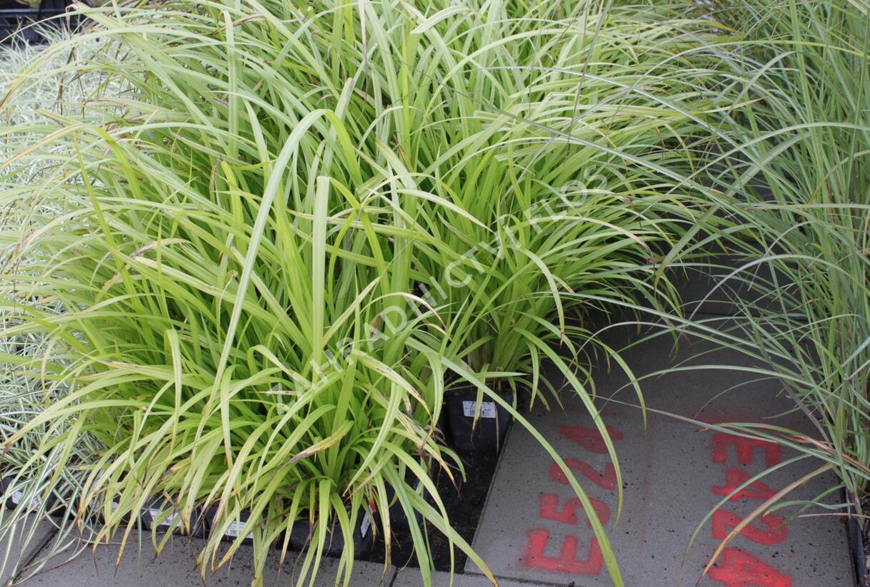 Ostřice nedošáchor - Carex pseudocyperus