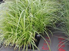 Ostřice nedošáchor - Carex pseudocyperus