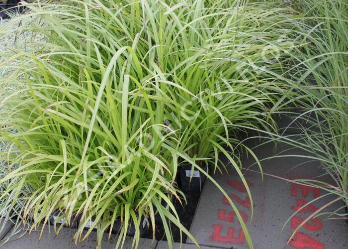 Ostřice nedošáchor - Carex pseudocyperus