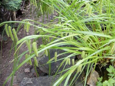 Ostřice nedošáchor - Carex pseudocyperus