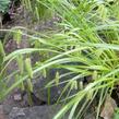 Ostřice nedošáchor - Carex pseudocyperus