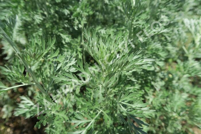 Pelyněk pravý - Artemisia absinthium