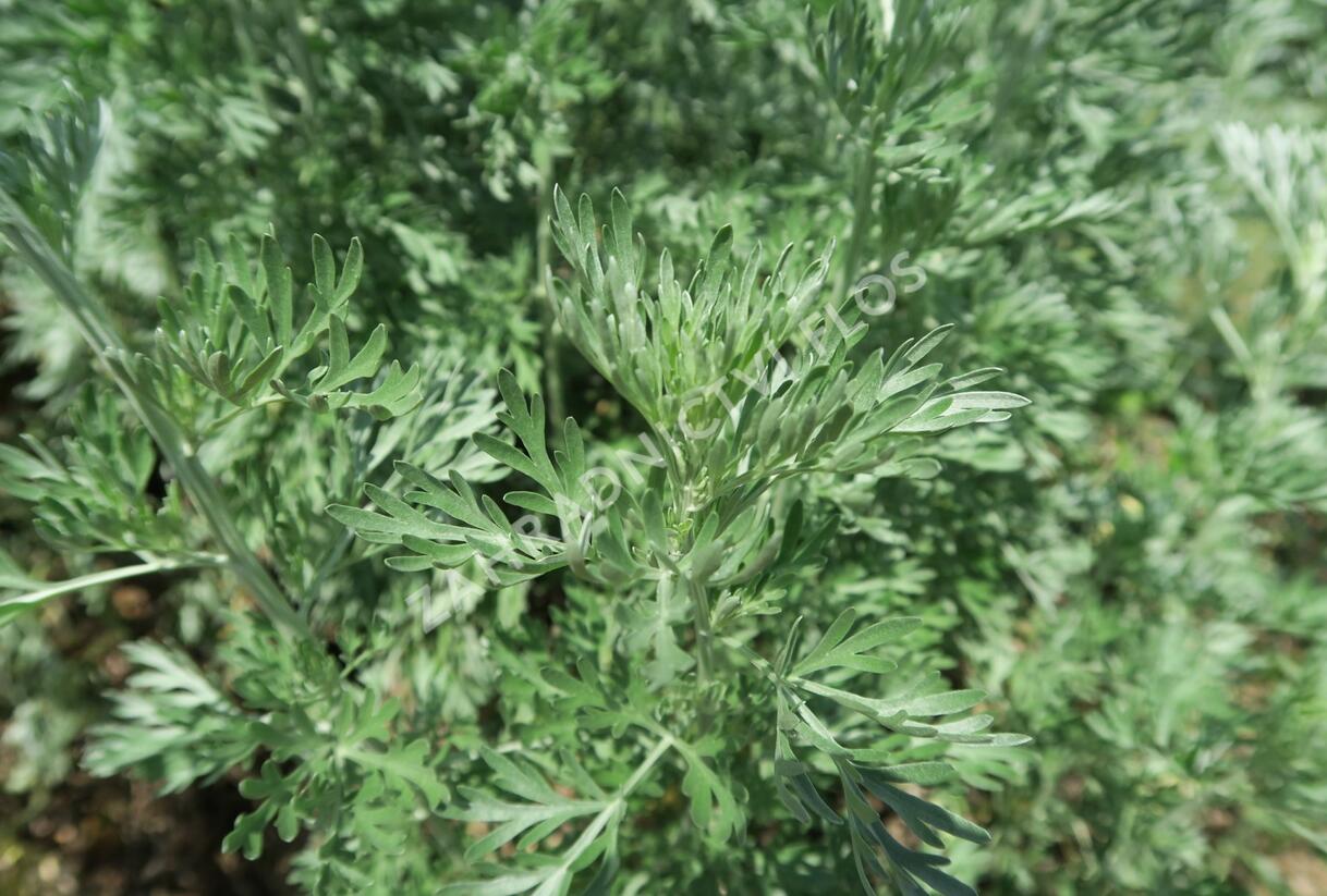 Pelyněk pravý - Artemisia absinthium