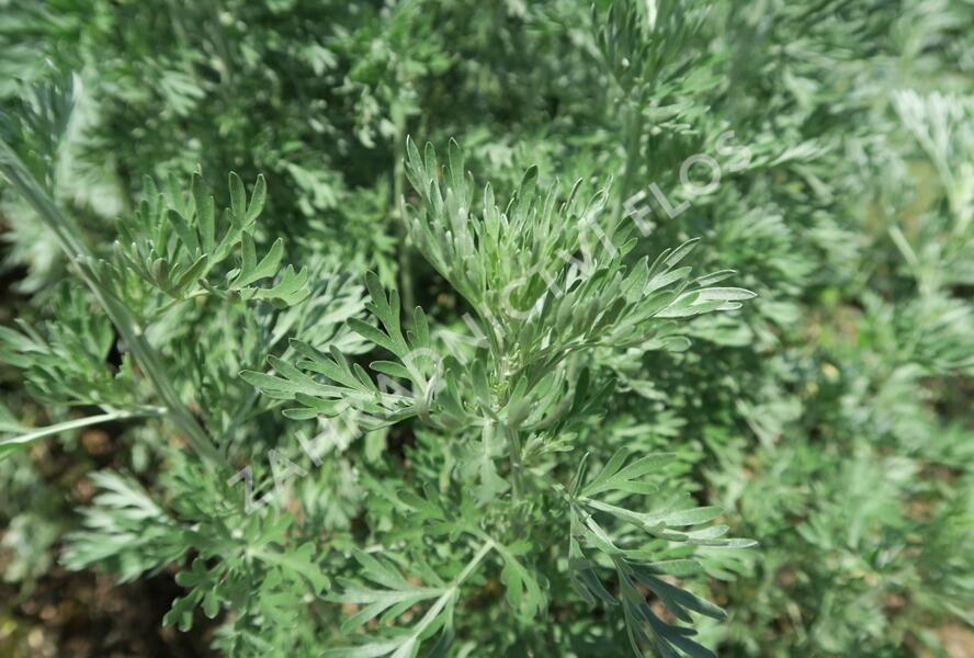 Pelyněk pravý - Artemisia absinthium