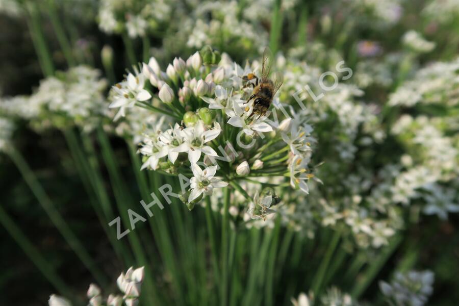 Pažitka čínská - Allium tuberosum