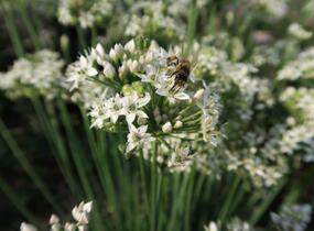 Pažitka čínská - Allium tuberosum