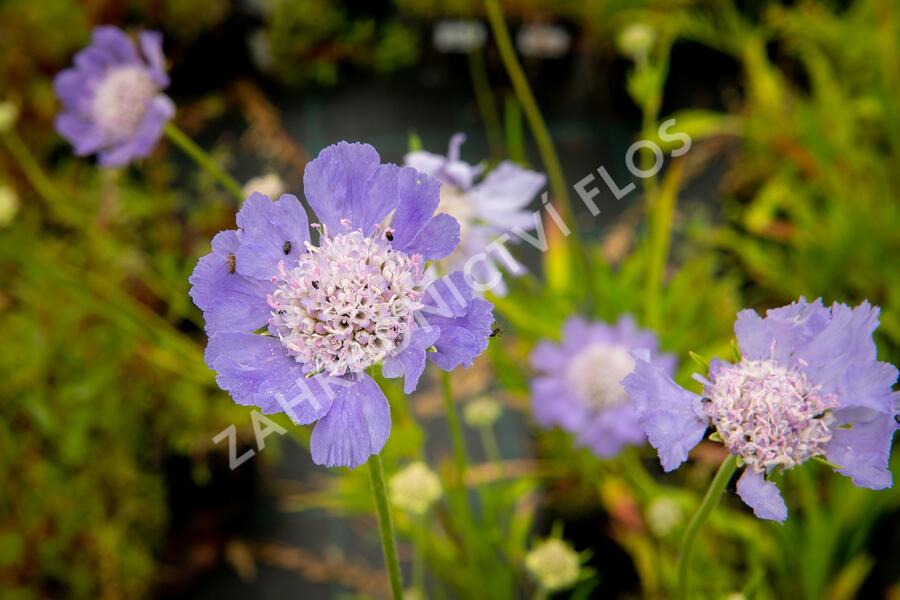 Hlaváč kavkazský 'Perfecta' - Scabiosa caucasica 'Perfecta'
