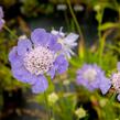 Hlaváč kavkazský 'Perfecta' - Scabiosa caucasica 'Perfecta'