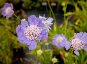 Hlaváč kavkazský 'Perfecta' - Scabiosa caucasica 'Perfecta'