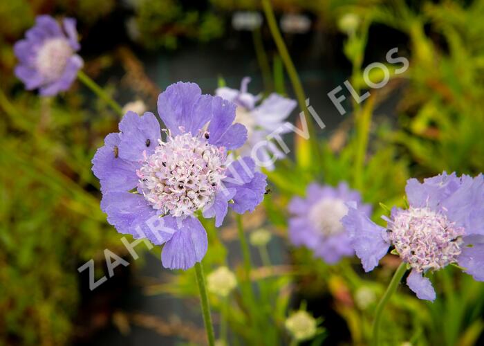 Hlaváč kavkazský 'Perfecta' - Scabiosa caucasica 'Perfecta'
