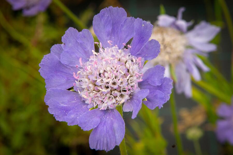 Hlaváč kavkazský 'Perfecta' - Scabiosa caucasica 'Perfecta'