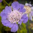 Hlaváč kavkazský 'Perfecta' - Scabiosa caucasica 'Perfecta'