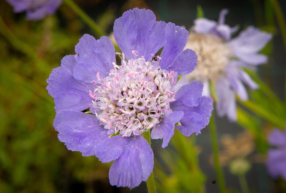 Hlaváč kavkazský 'Perfecta' - Scabiosa caucasica 'Perfecta'