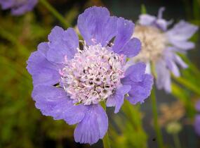 Hlaváč kavkazský 'Perfecta' - Scabiosa caucasica 'Perfecta'
