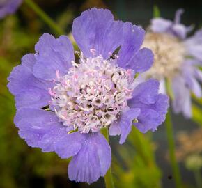 Hlaváč kavkazský 'Perfecta' - Scabiosa caucasica 'Perfecta'