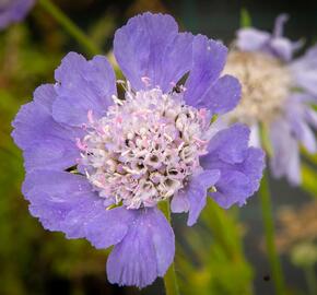 Hlaváč kavkazský 'Perfecta' - Scabiosa caucasica 'Perfecta'