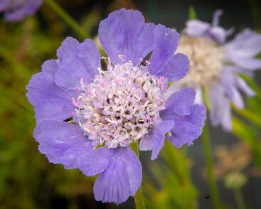 Hlaváč kavkazský 'Perfecta'